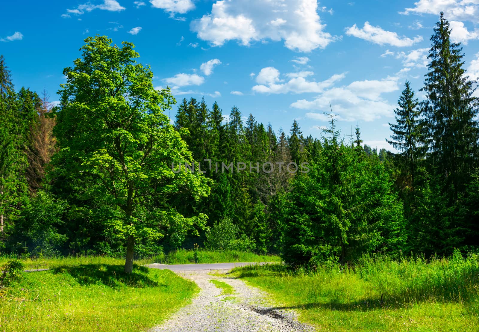 country road through the forest on a grassy meadow by Pellinni