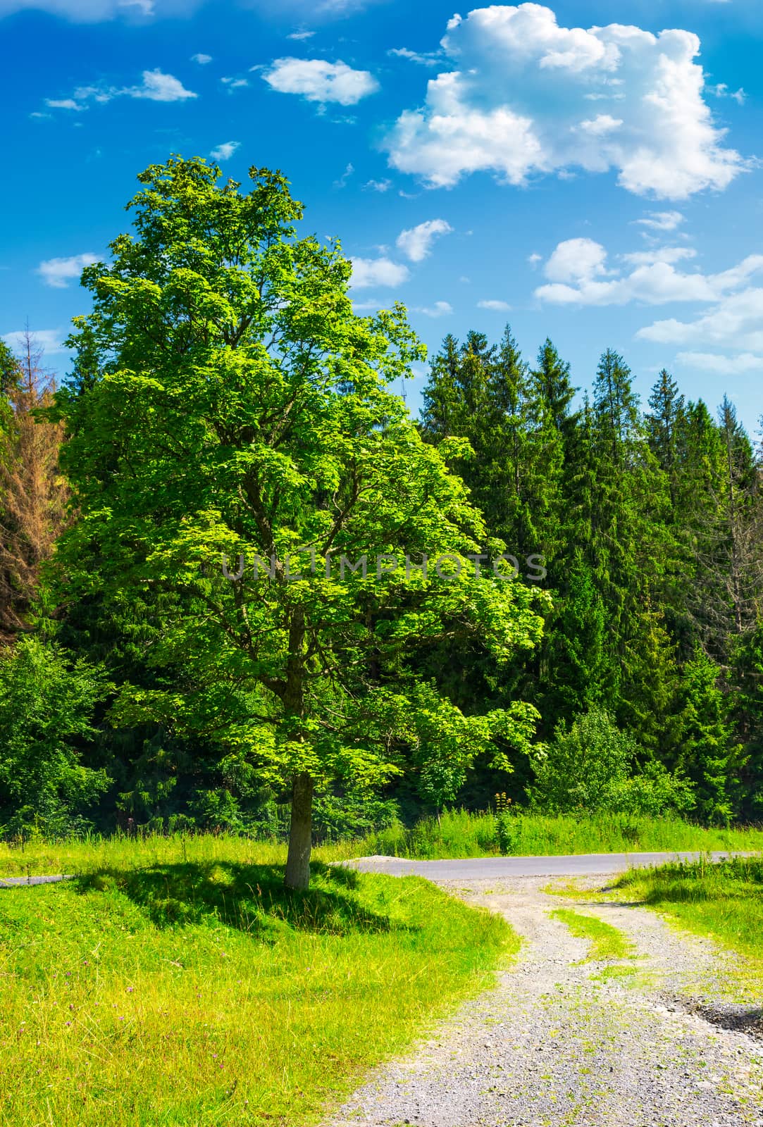 country road through the forest on a grassy meadow by Pellinni