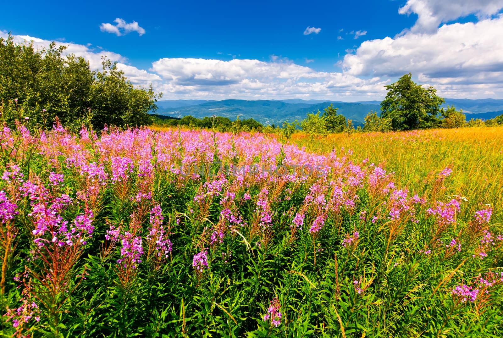 wild purple herbal in mountains by Pellinni