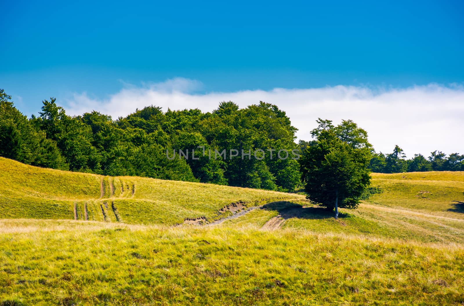 trees on a grassy hillside in summer. lovely nature scenery