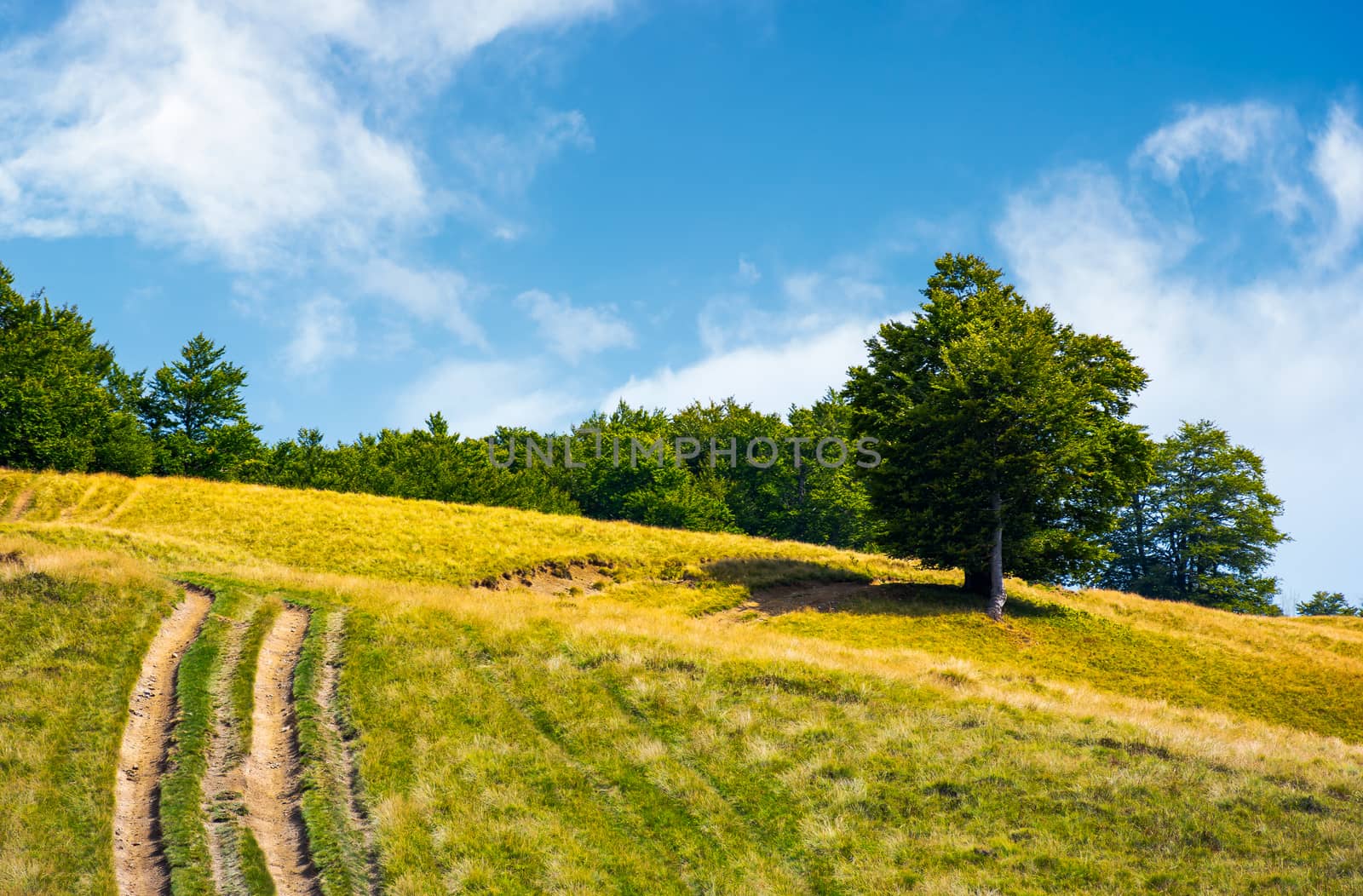 mountain road uphill along the forest by Pellinni