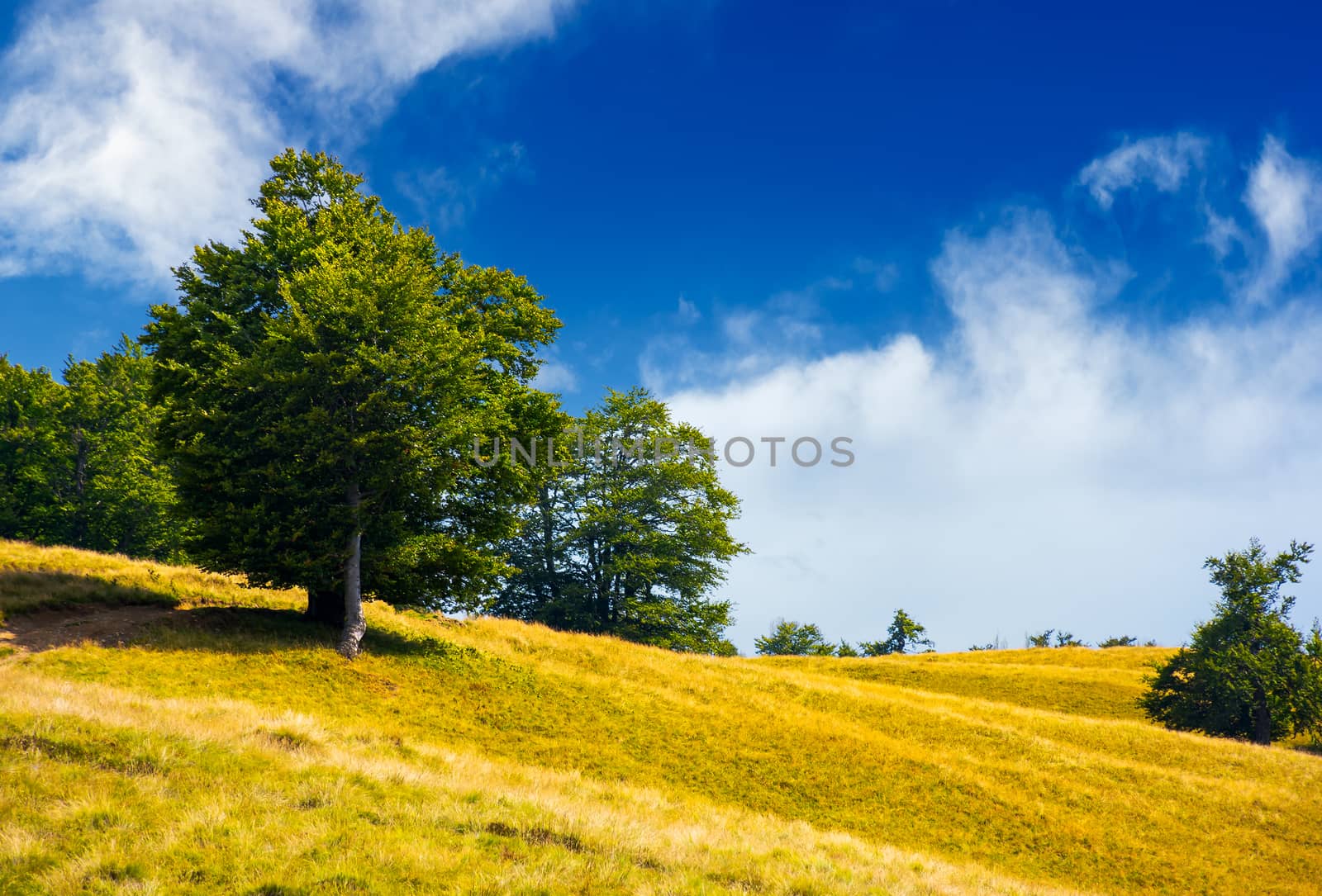 trees on a grassy hillside in summer. lovely nature scenery