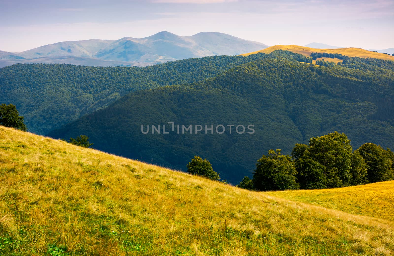 grassy meadow on hillside of Carpathians by Pellinni