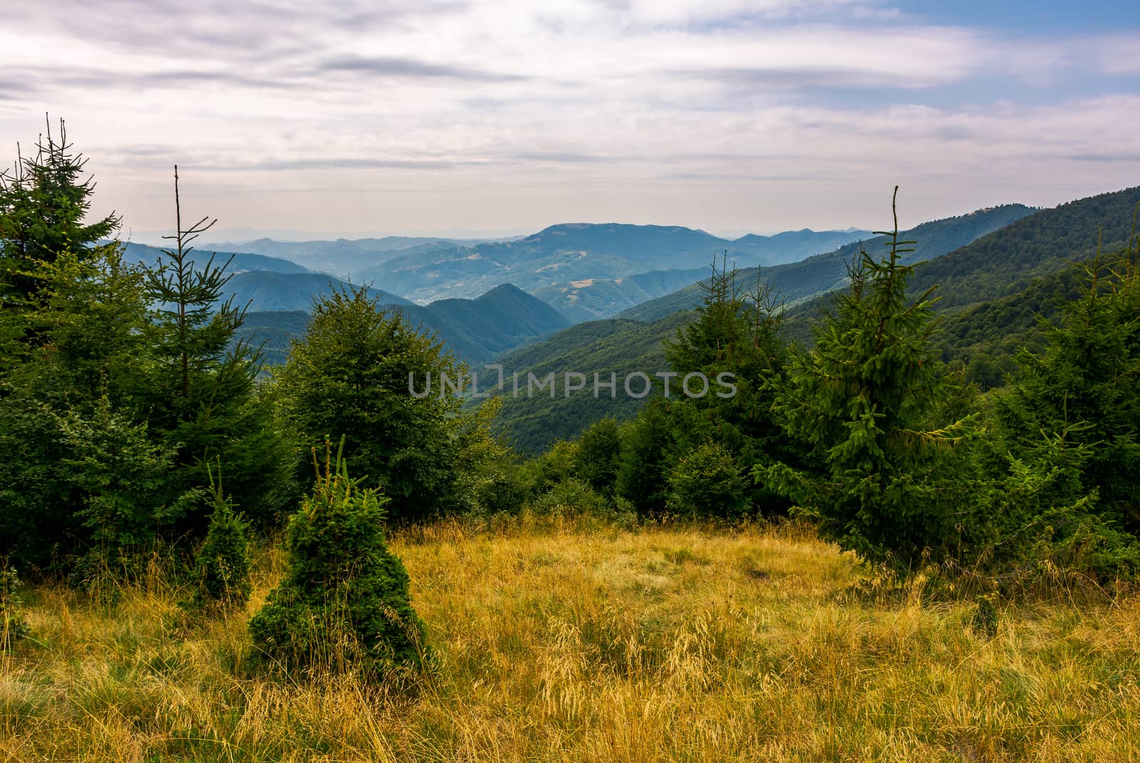 forest on a grassy meadow in mountains in evening by Pellinni