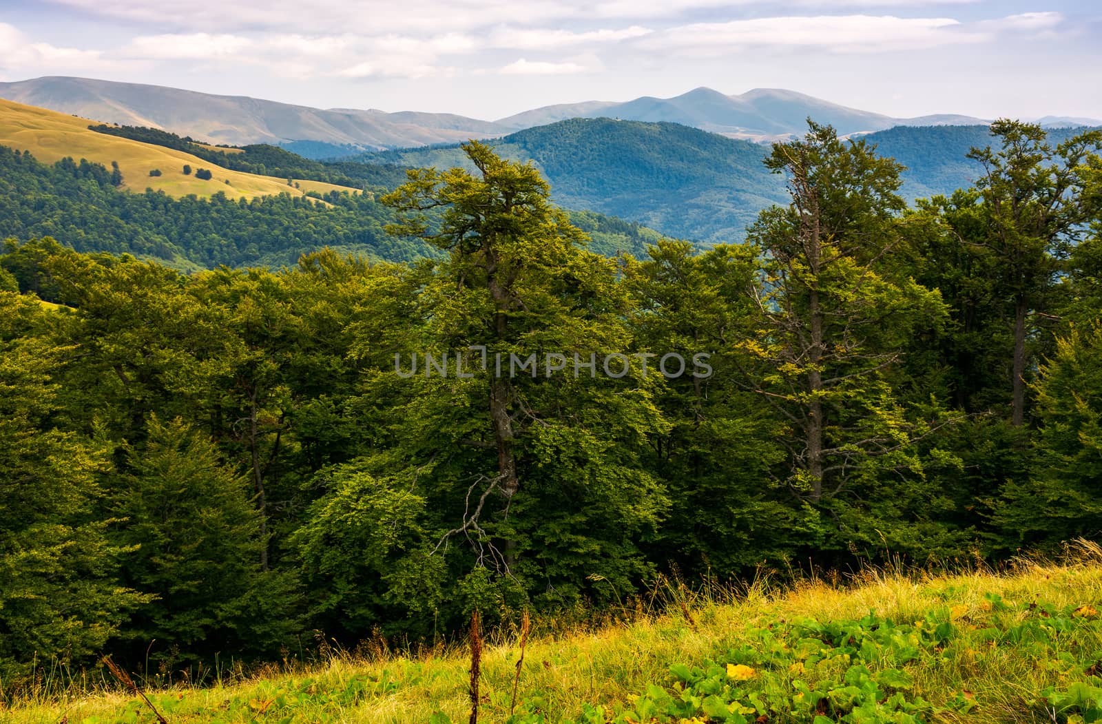 beech forest of the Svydovets mountain ridge. beautiful summer landscape of Carpathians, Ukraine