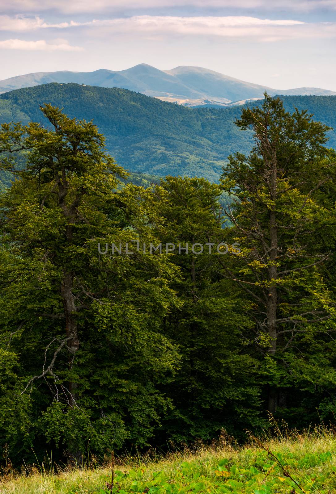 beech forest of Carpathian mountains in afternoon by Pellinni