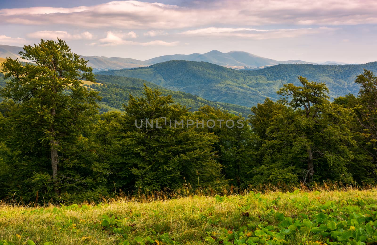 beech forest of Carpathian mountains in afternoon. lovely nature scenery in summertime. Svydovets mountain ridge in the distance under the cloudy sky