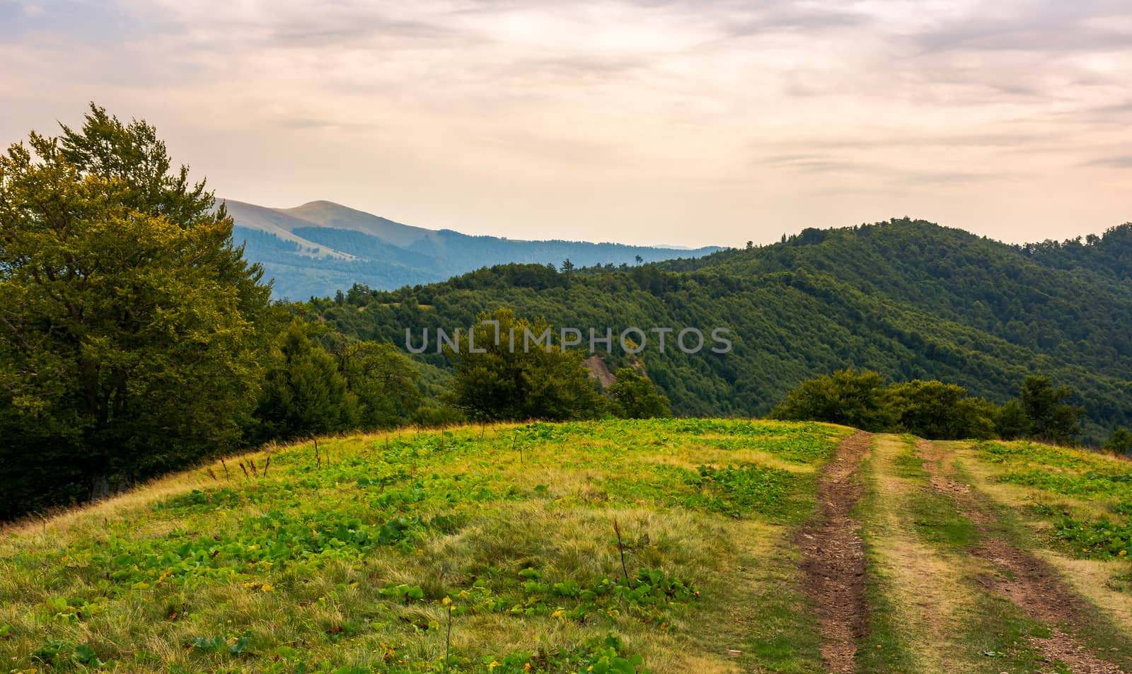 mountain road through hillside with forest  by Pellinni