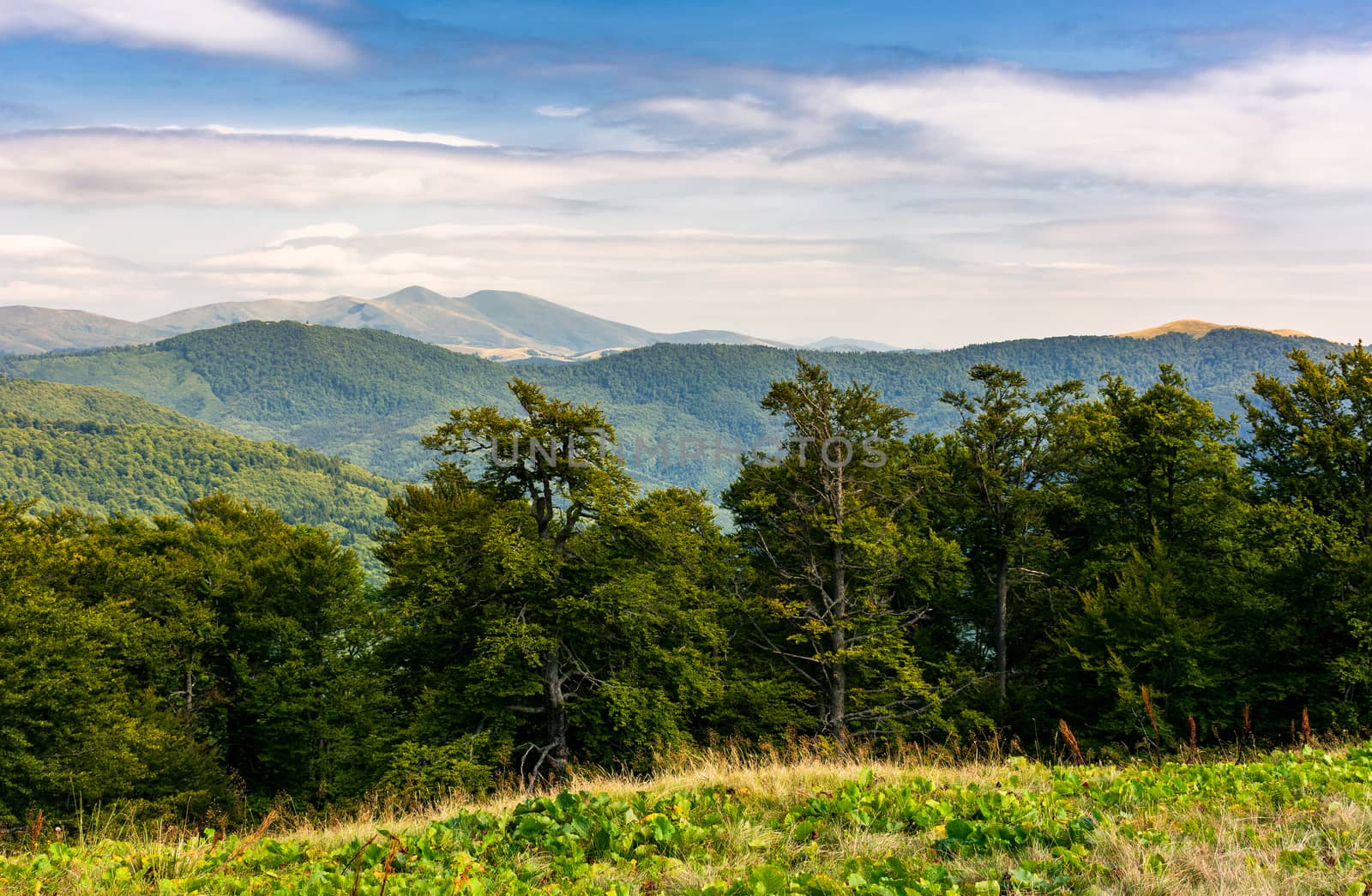 beech forest of Carpathian mountains in afternoon. lovely nature scenery in summertime. Svydovets mountain ridge in the distance under the cloudy sky