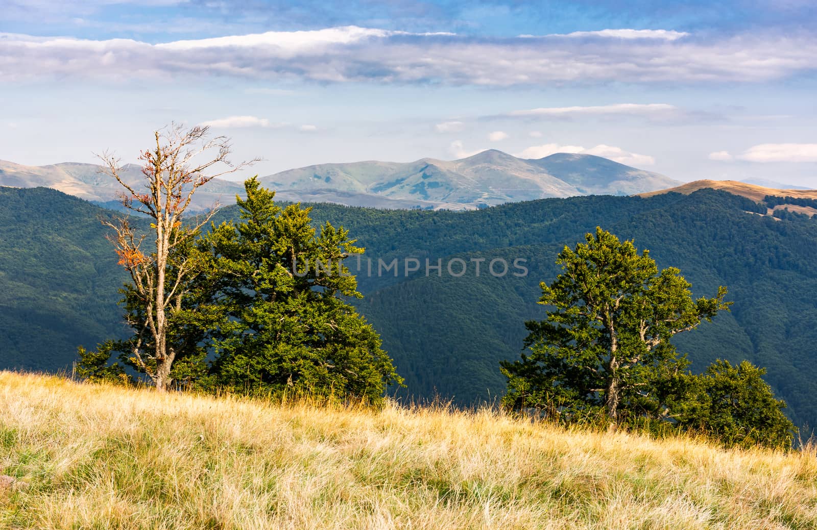 trees on a hillside with mountains in the distance. beautiful summer landscape of Svydovets mountain ridge, Ukraine