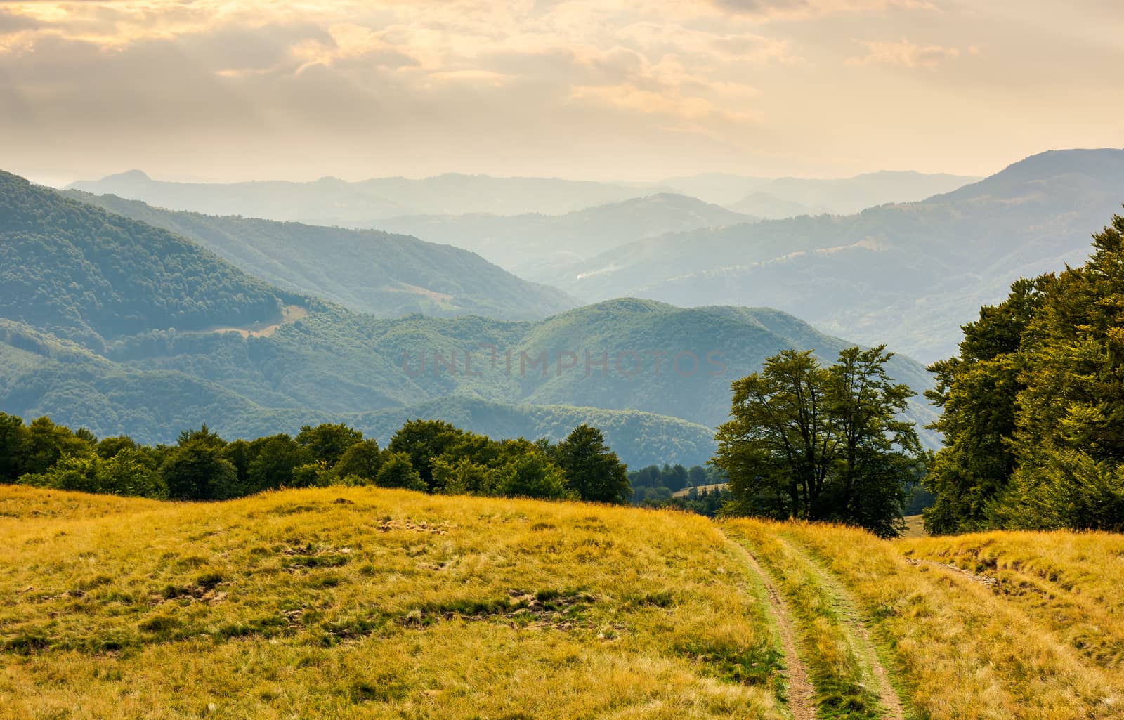 countryside road through grassy hill. rural transportation concept. lovely summer landscape in Carpatian mountains