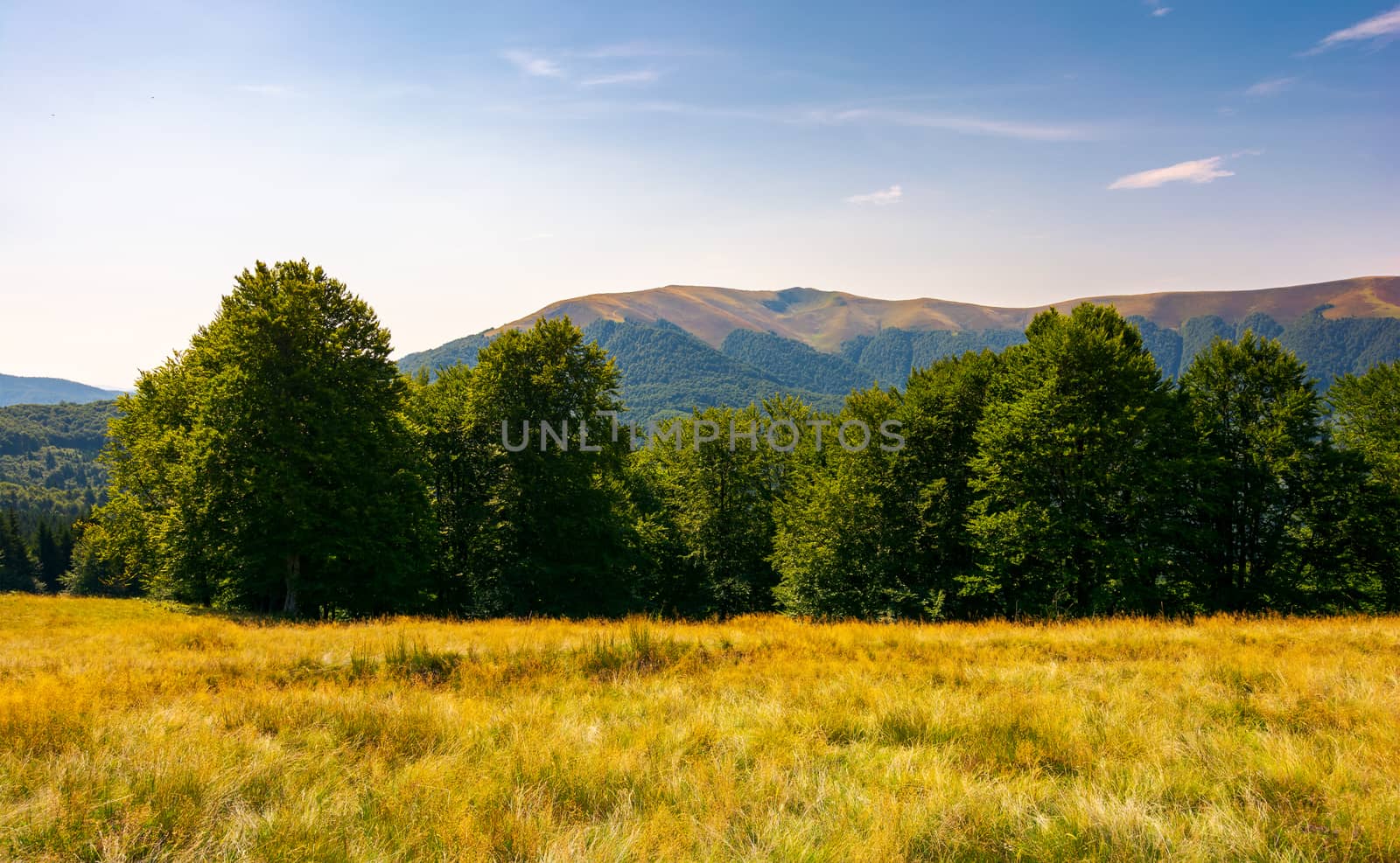 beech forest at the foot of Apetska mountain by Pellinni