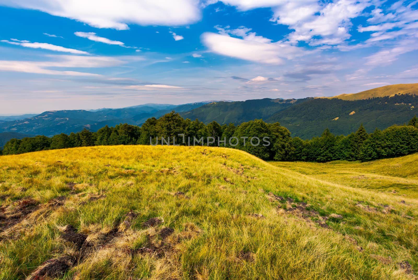 beautiful summer landscape of Carpathians. grassy slopes and forested hillsides. Ukrainian alps with Svydovets mountain ridge in the distance