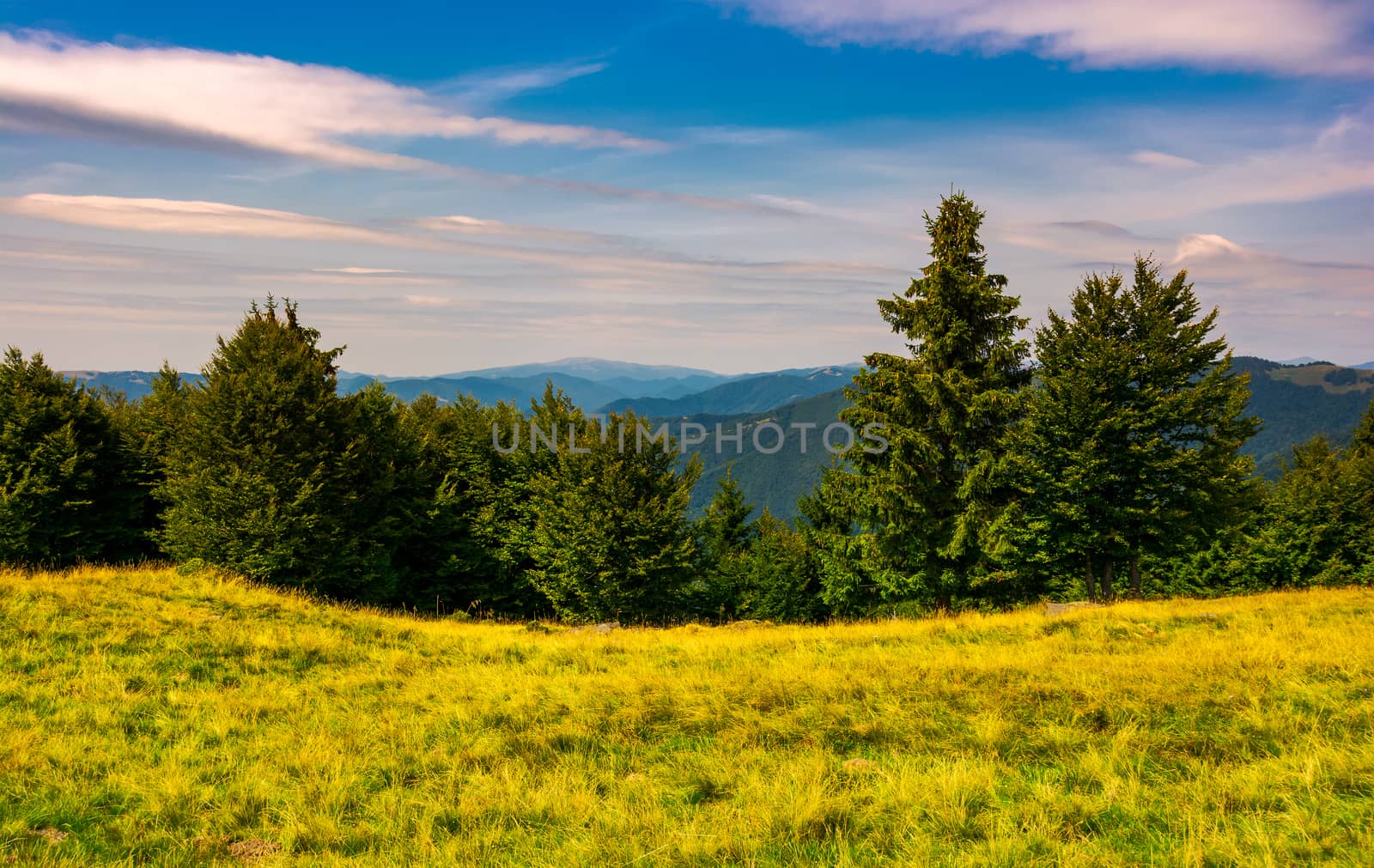 forest on a grassy meadow in mountains by Pellinni