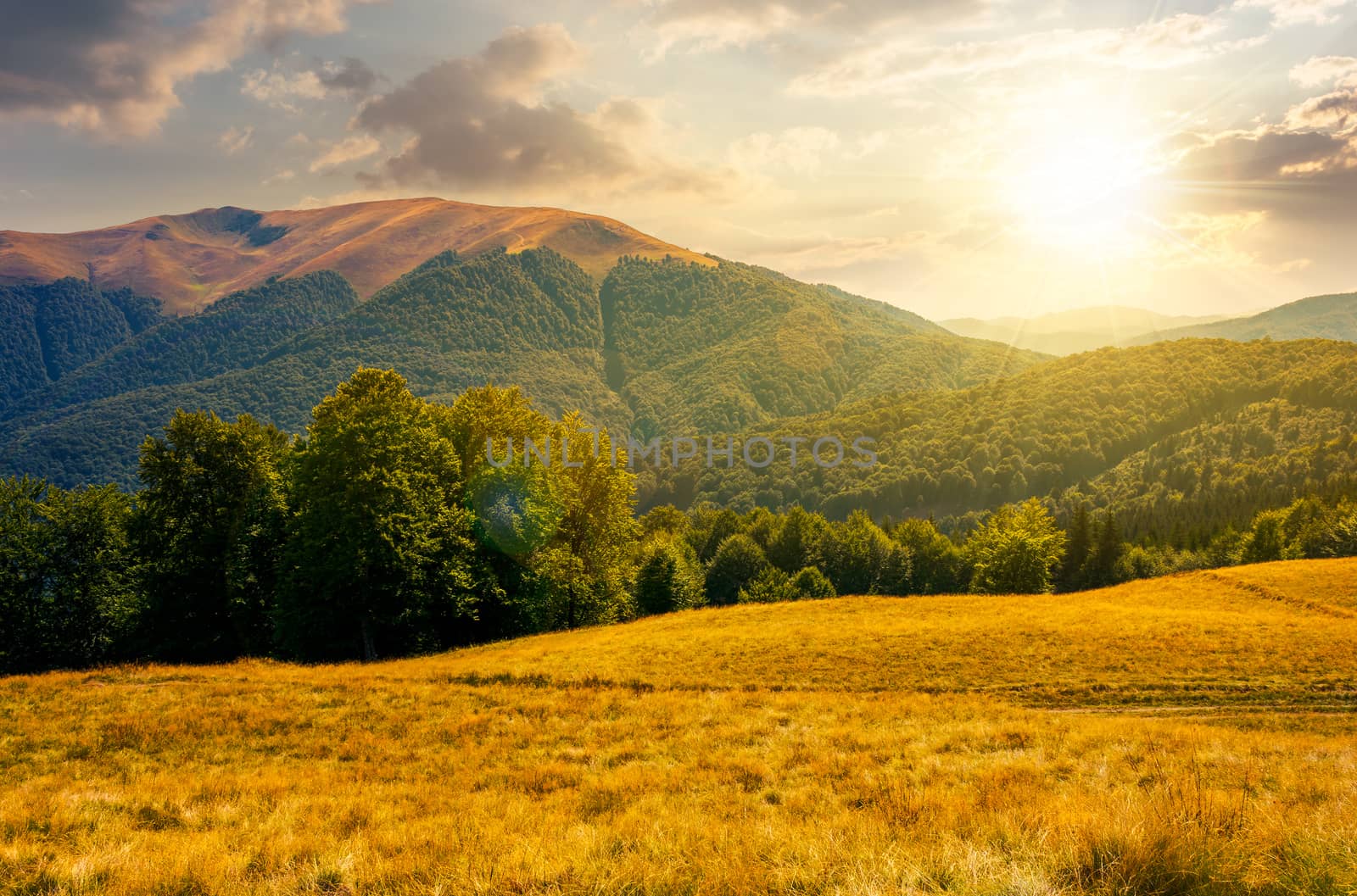 beech forest near Apetska mountain at sunset. lovely summer landscape of Carpathian mountains