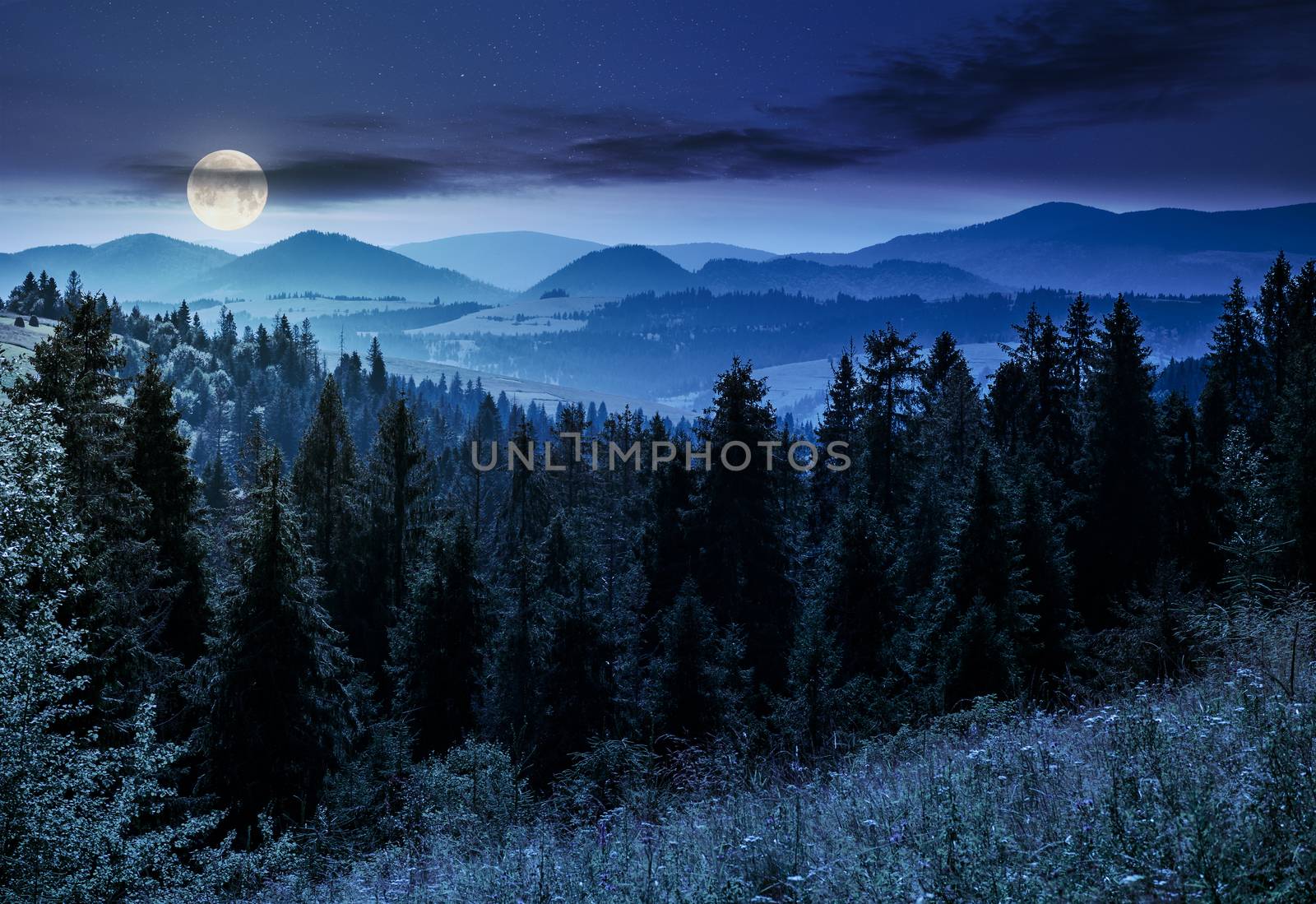 spruce forest in mountains at night by Pellinni