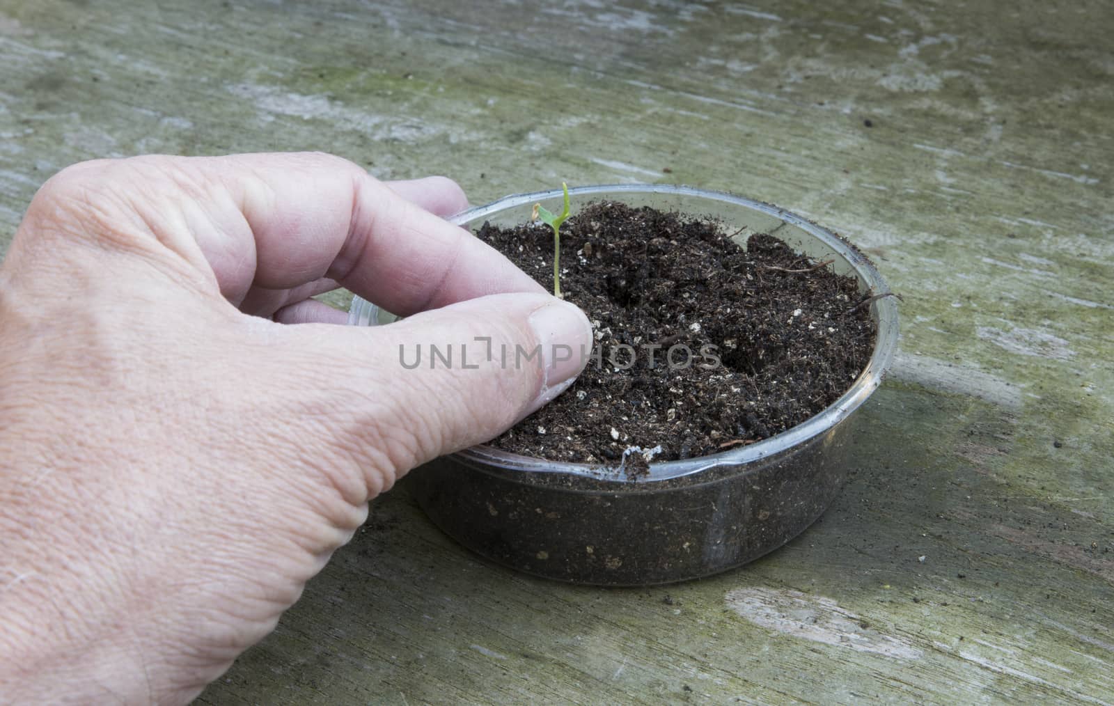 planting plants grown from seed in the ground in the garden