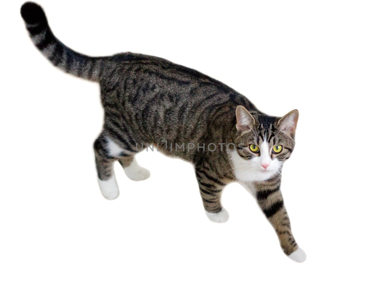 Domestic pet cat with bright green eyes walks watching cautiously and intently