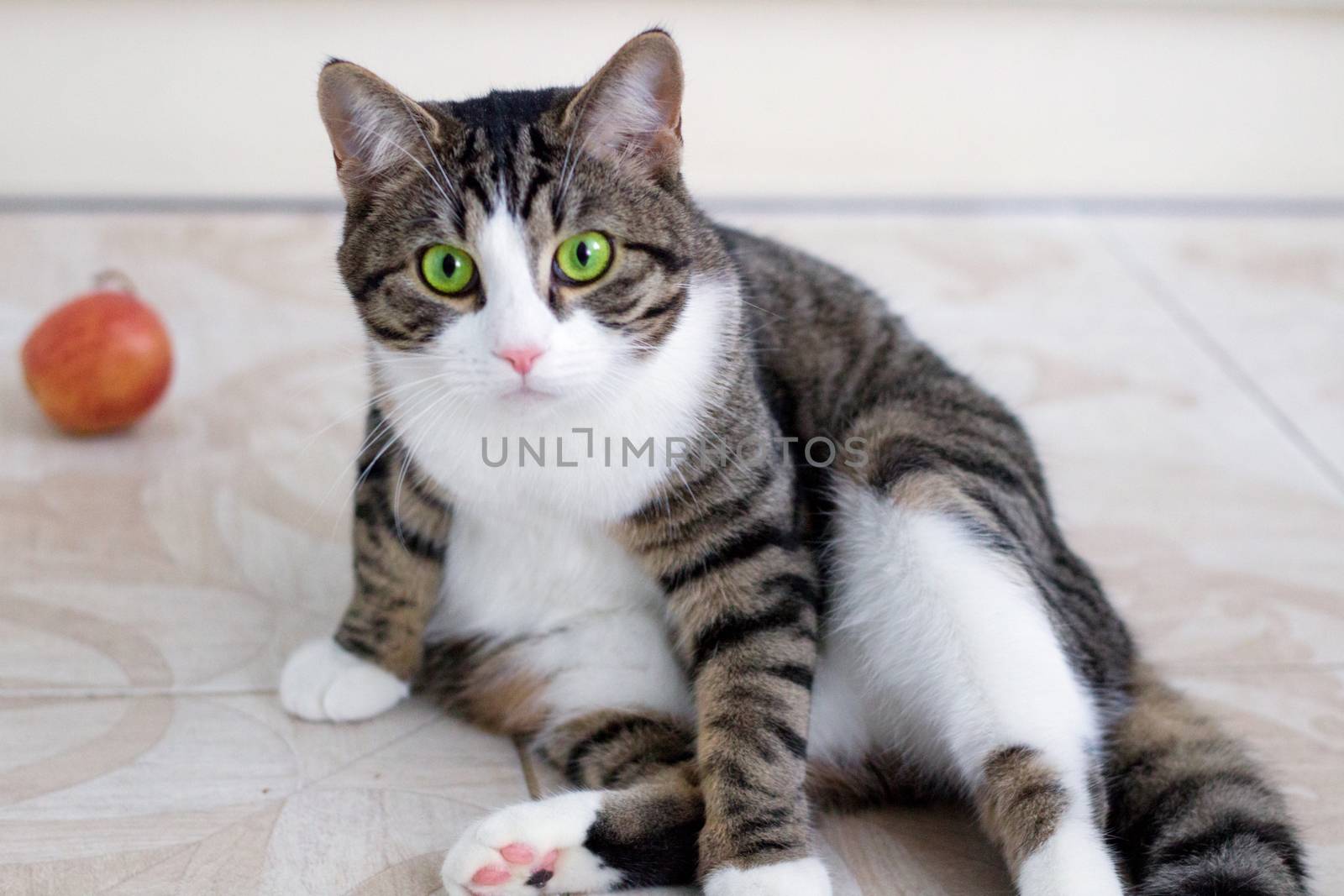 Domestic pet cat with bright green eyes watches cautiously and intently