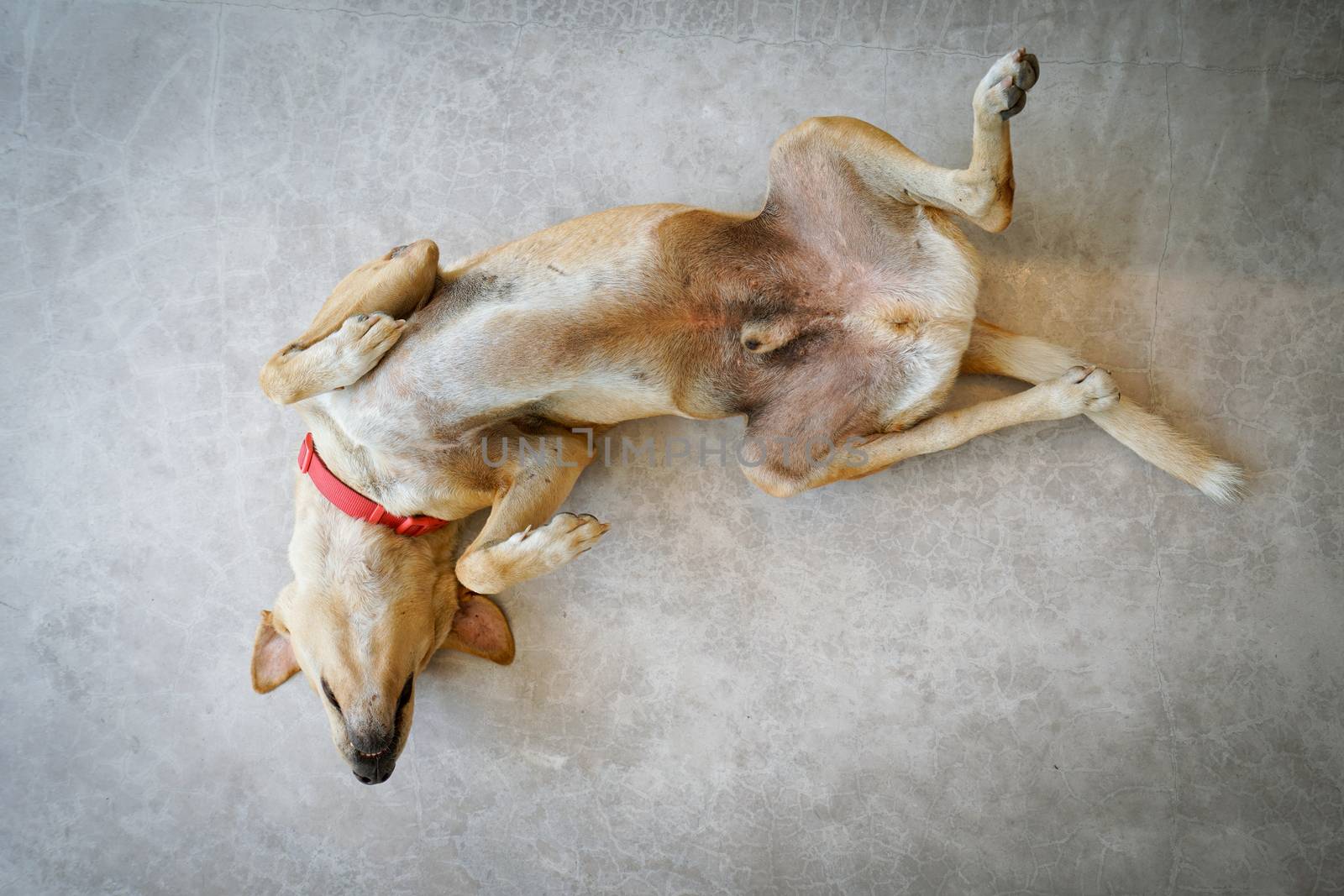 Thai dog sleeping upside down on the cement floor by antpkr
