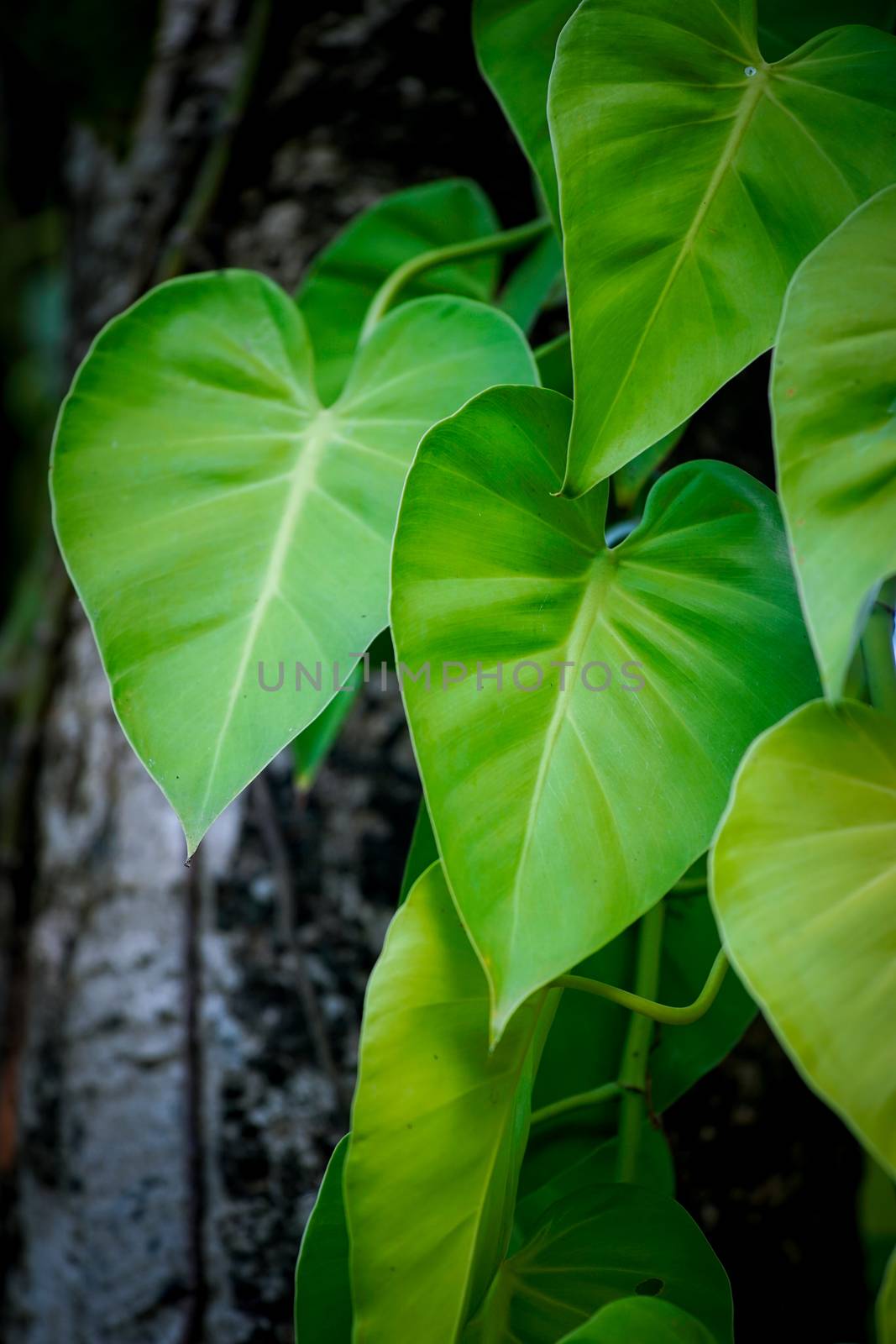 golden pothos leaf by antpkr