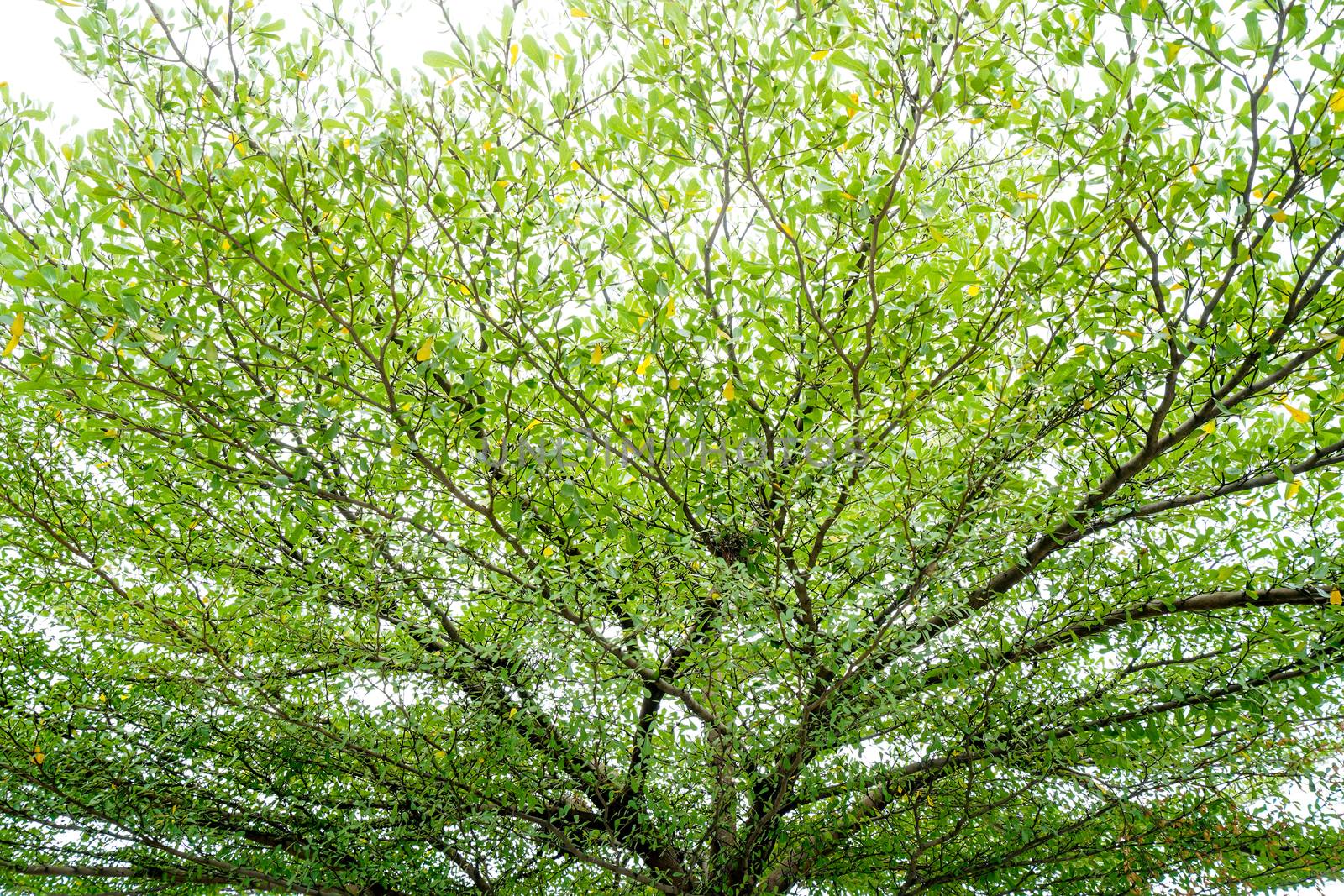branches of green leaves
