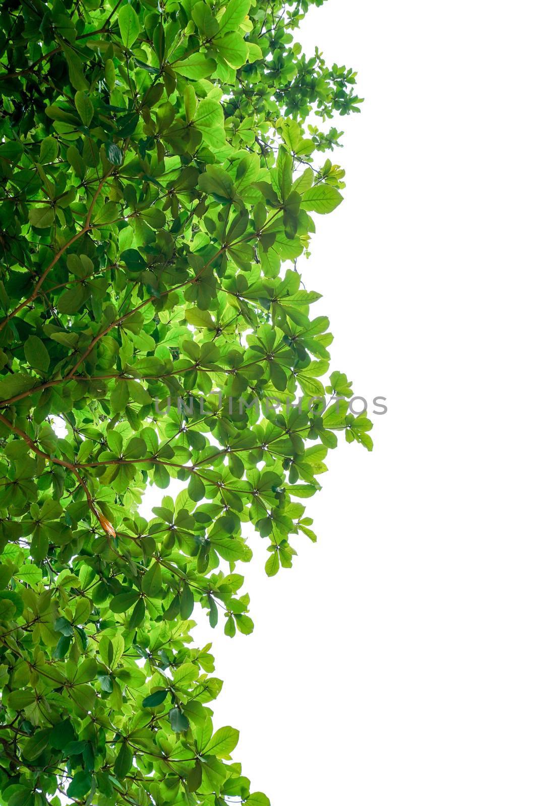 green leaves isolated on white background