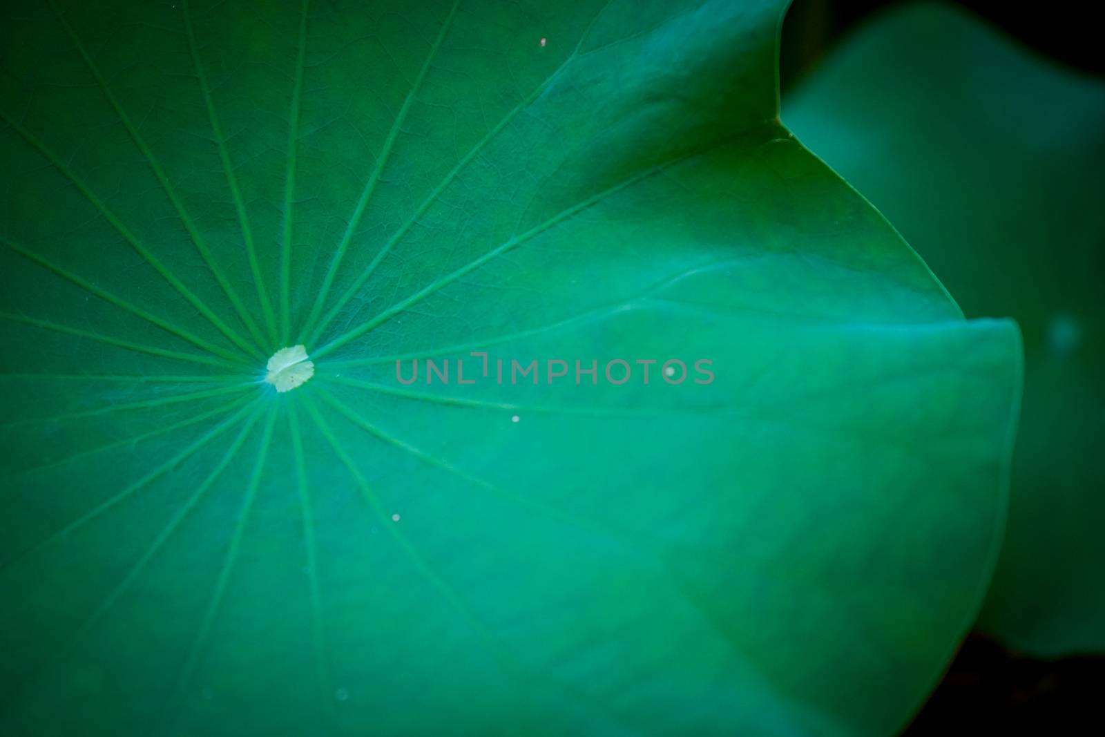 green lotus leaf by antpkr