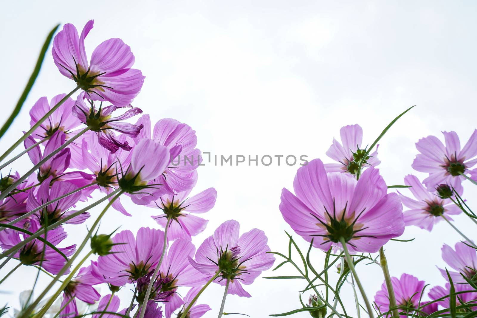 pink cosmos flowers in the garden