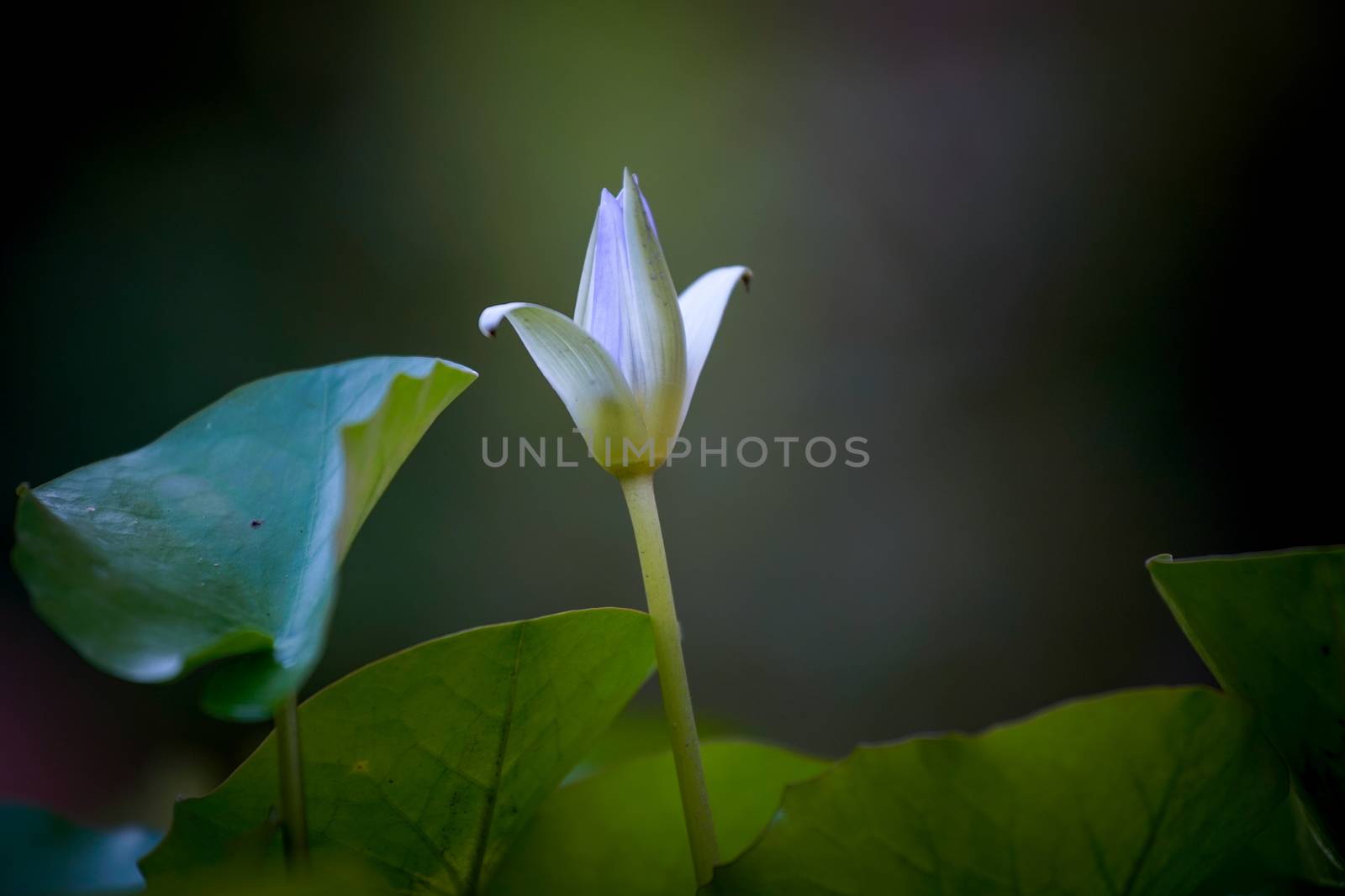 purple water lily bud in pond