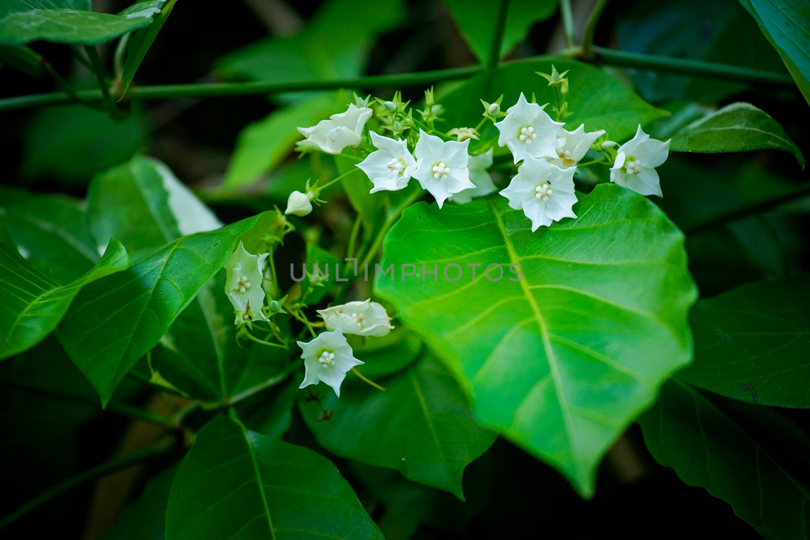 vallaris glabra white flower on tree