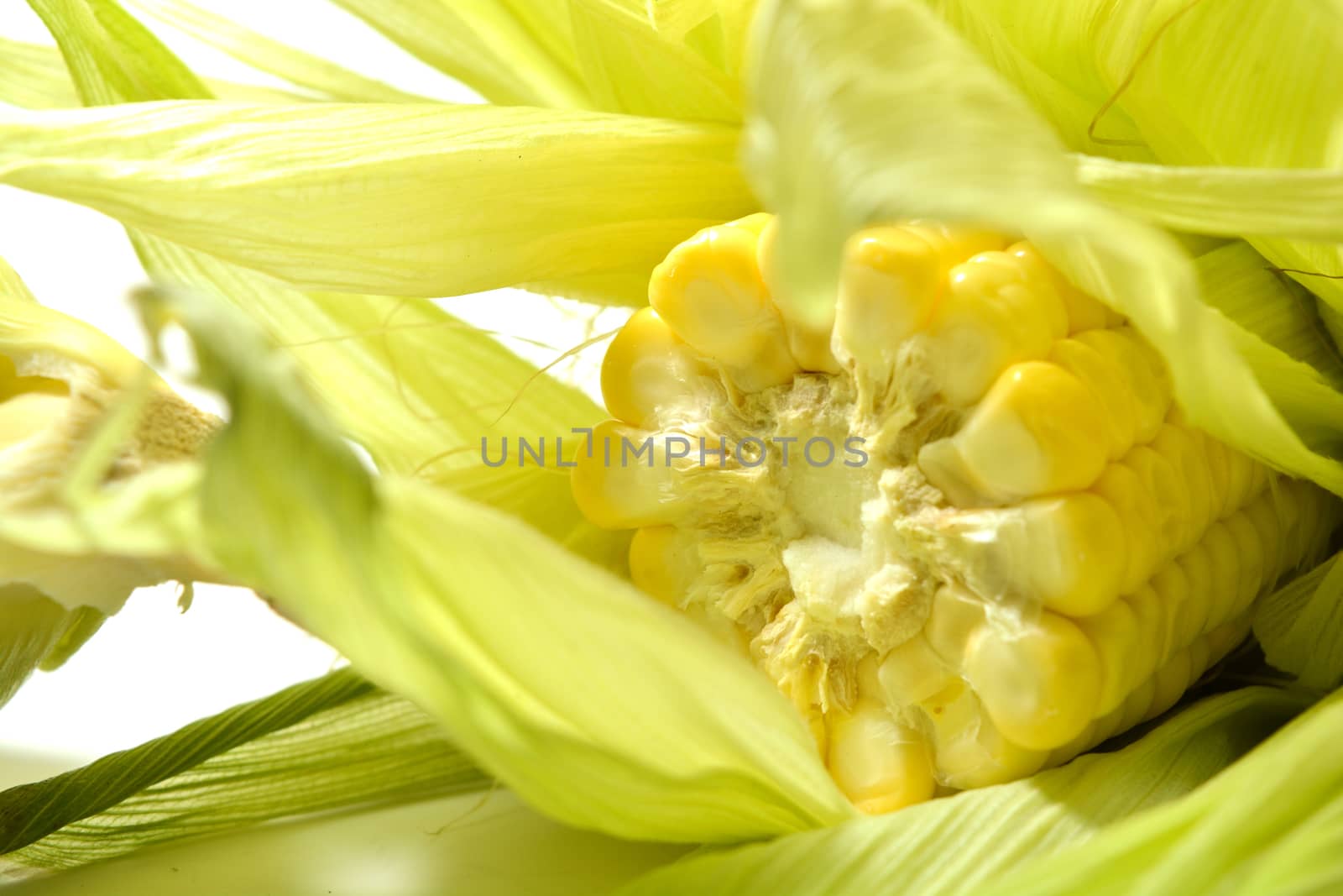 Corn cut into a piece with leaves surrond on white background by lakshmiprasad.maski@gmai.com