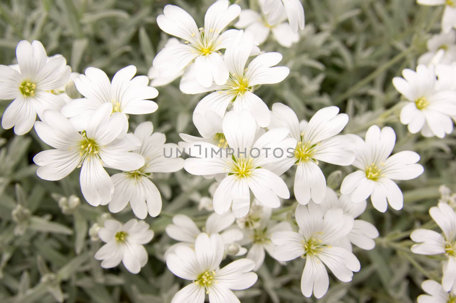 white flowers with yellow stamens,on a spring lawn.