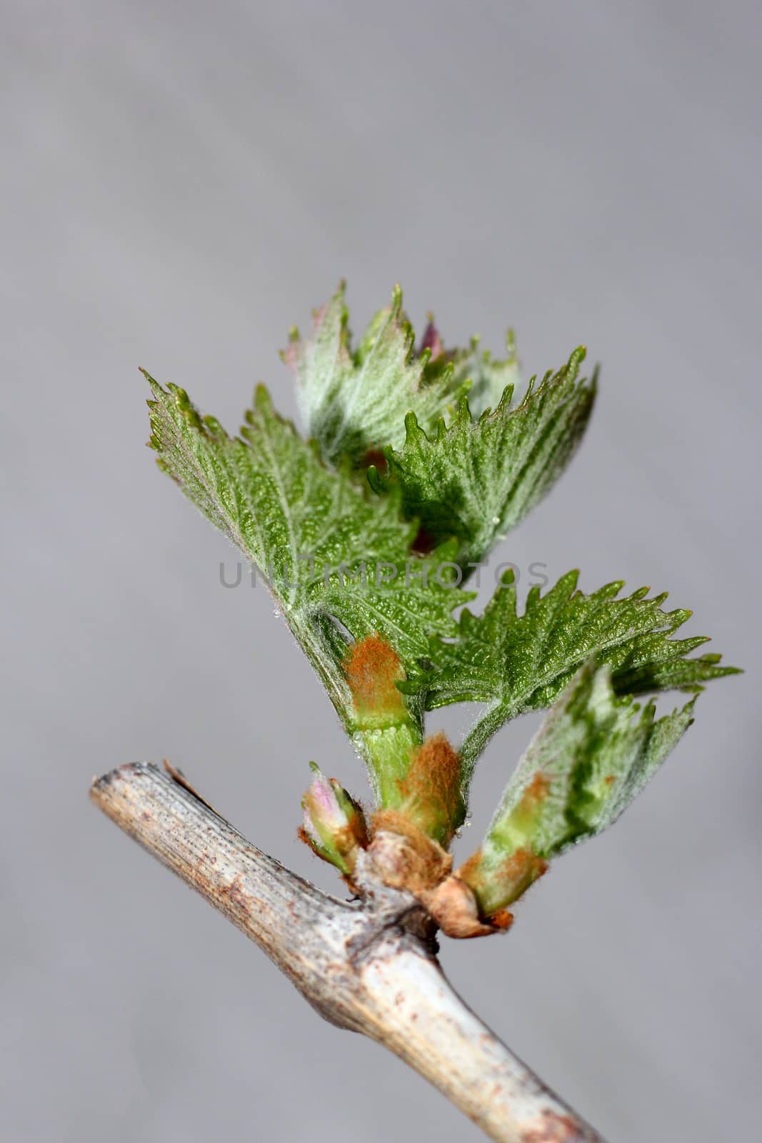 grapes kidney in the spring on the garden. photo