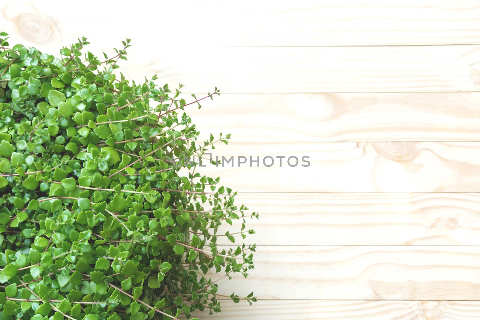 Top view of green plant on wooden table and copy space for insert text.