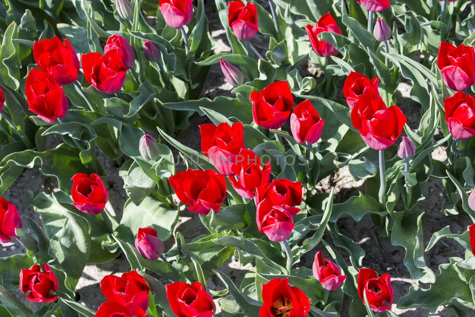 closeup of red tulip flowers on a field in holland