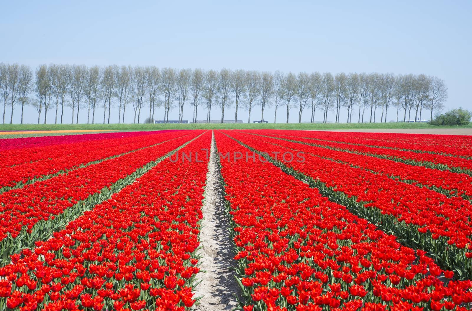filed of red tulips in holland on goeree with trees at the background in holland