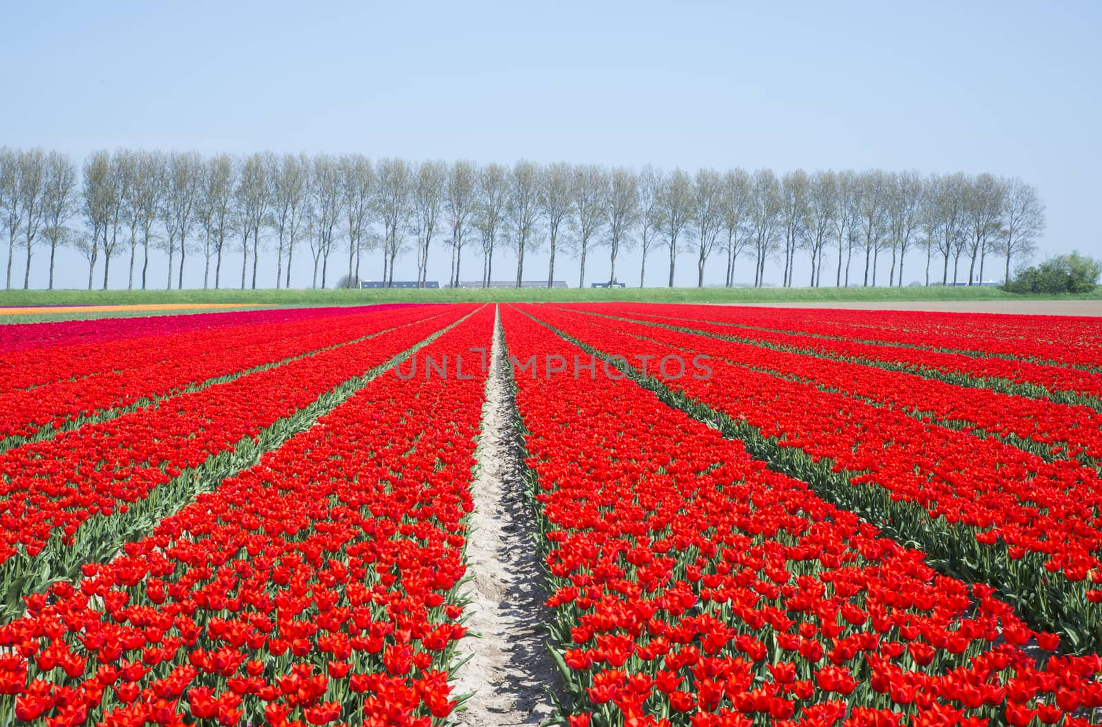 filed of red tulips in holland on goeree with trees at the background in holland