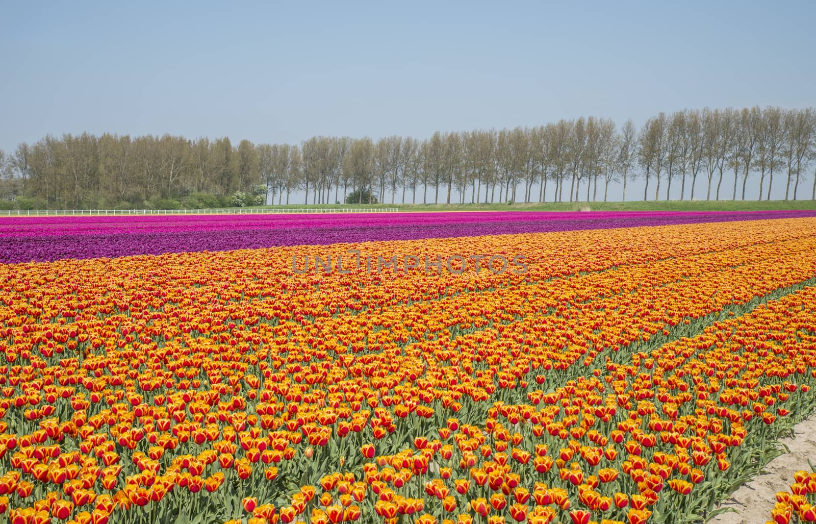 filed of red yellow purple and pink tulips in holland on goeree with single tree at the background in holland