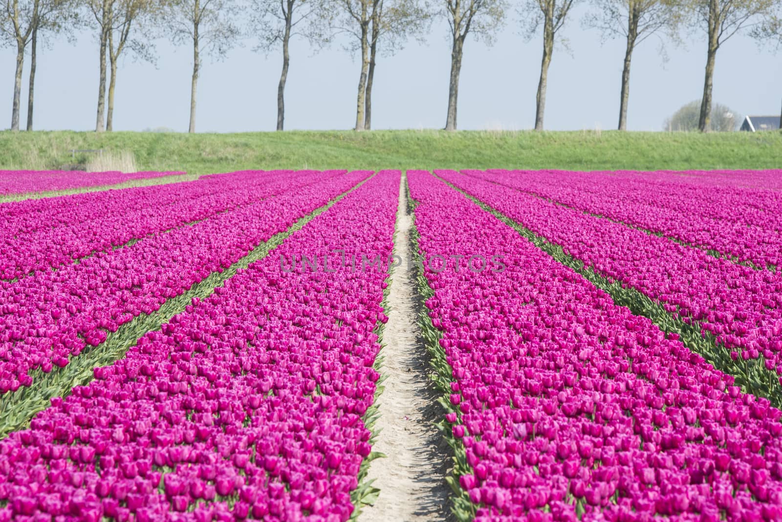 filed of purple tulips in holland on goeree with single tree at the background in holland