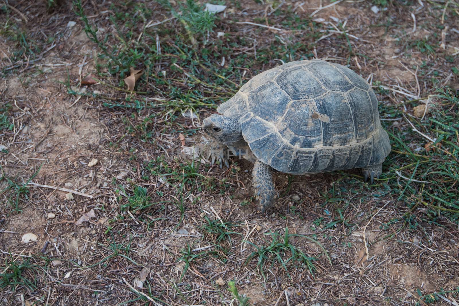 Photo of the turtle on the land