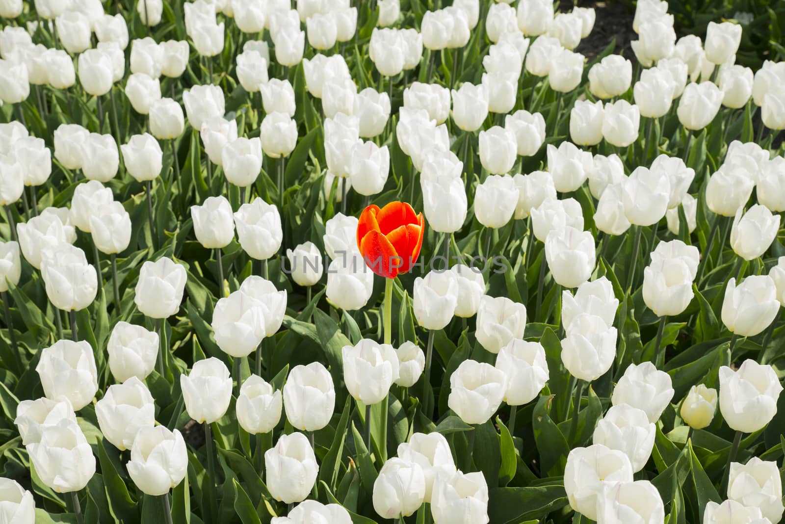 one single red tulip in field of all white flowers as idea of outstanding unique leadership