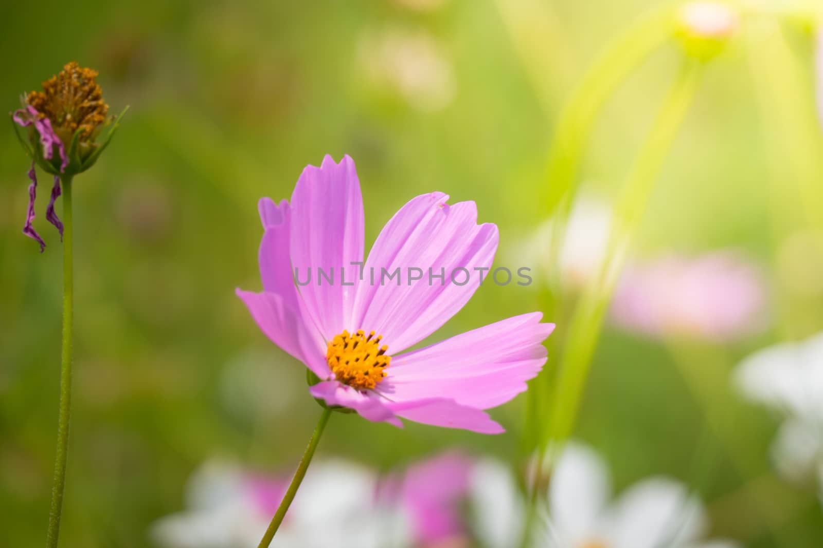 The background image of the colorful flowers, background nature