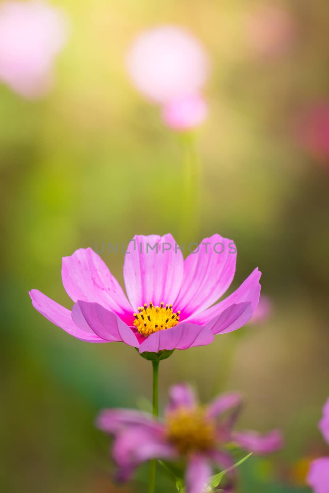 The background image of the colorful flowers, background nature