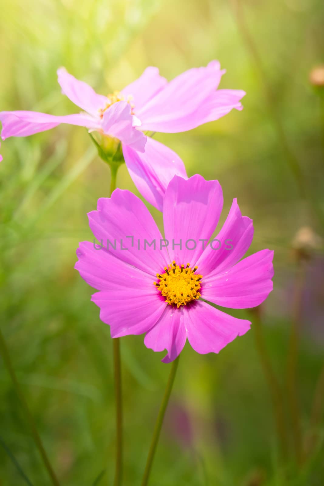 The background image of the colorful flowers, background nature