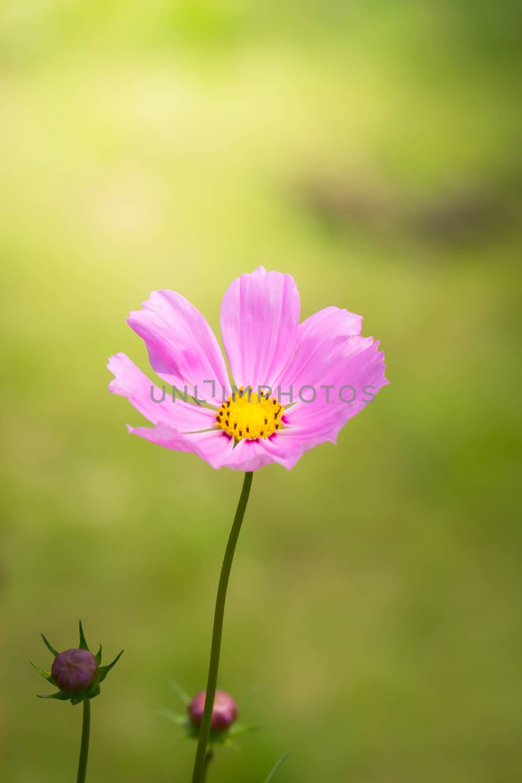 The background image of the colorful flowers, background nature