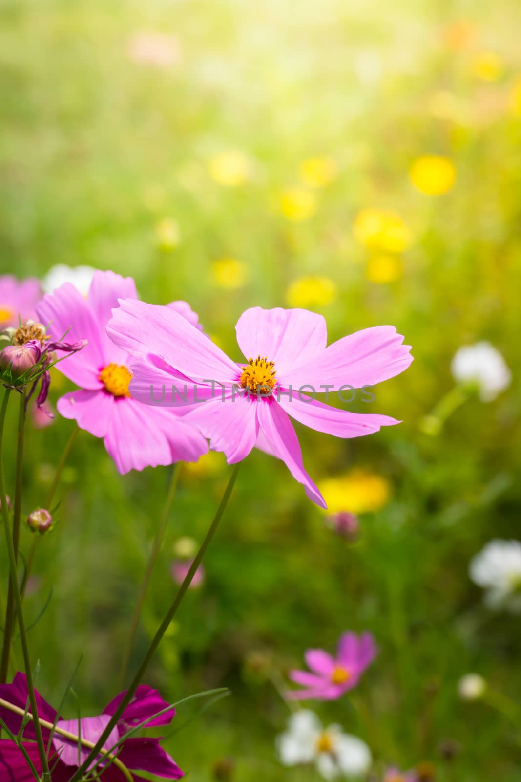 The background image of the colorful flowers, background nature