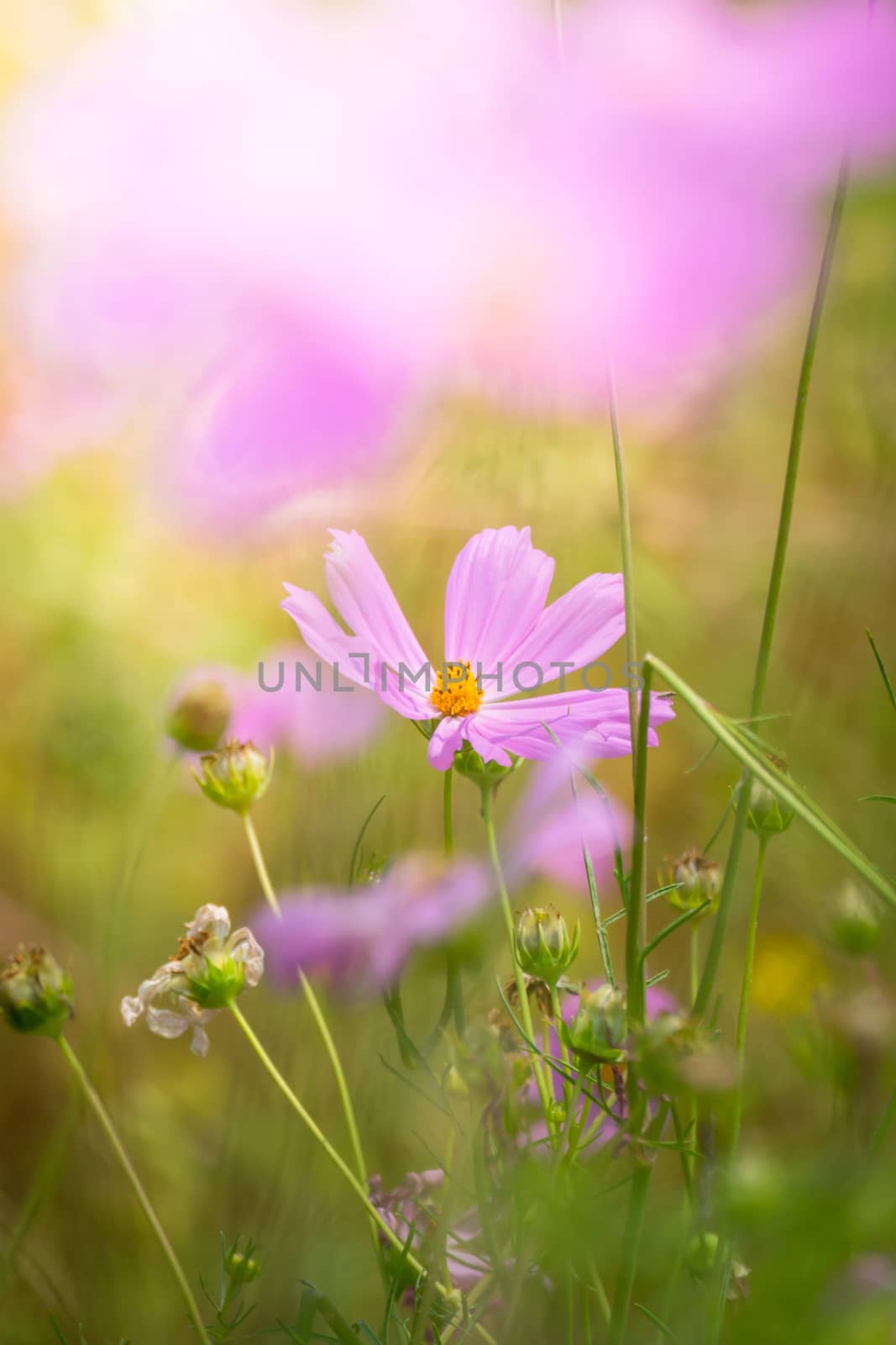 The background image of the colorful flowers, background nature