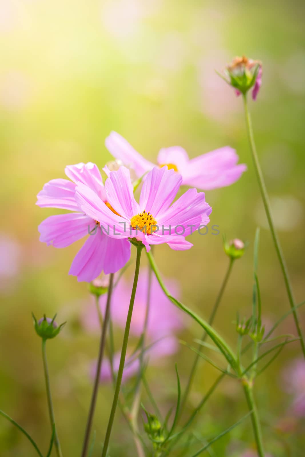 The background image of the colorful flowers, background nature