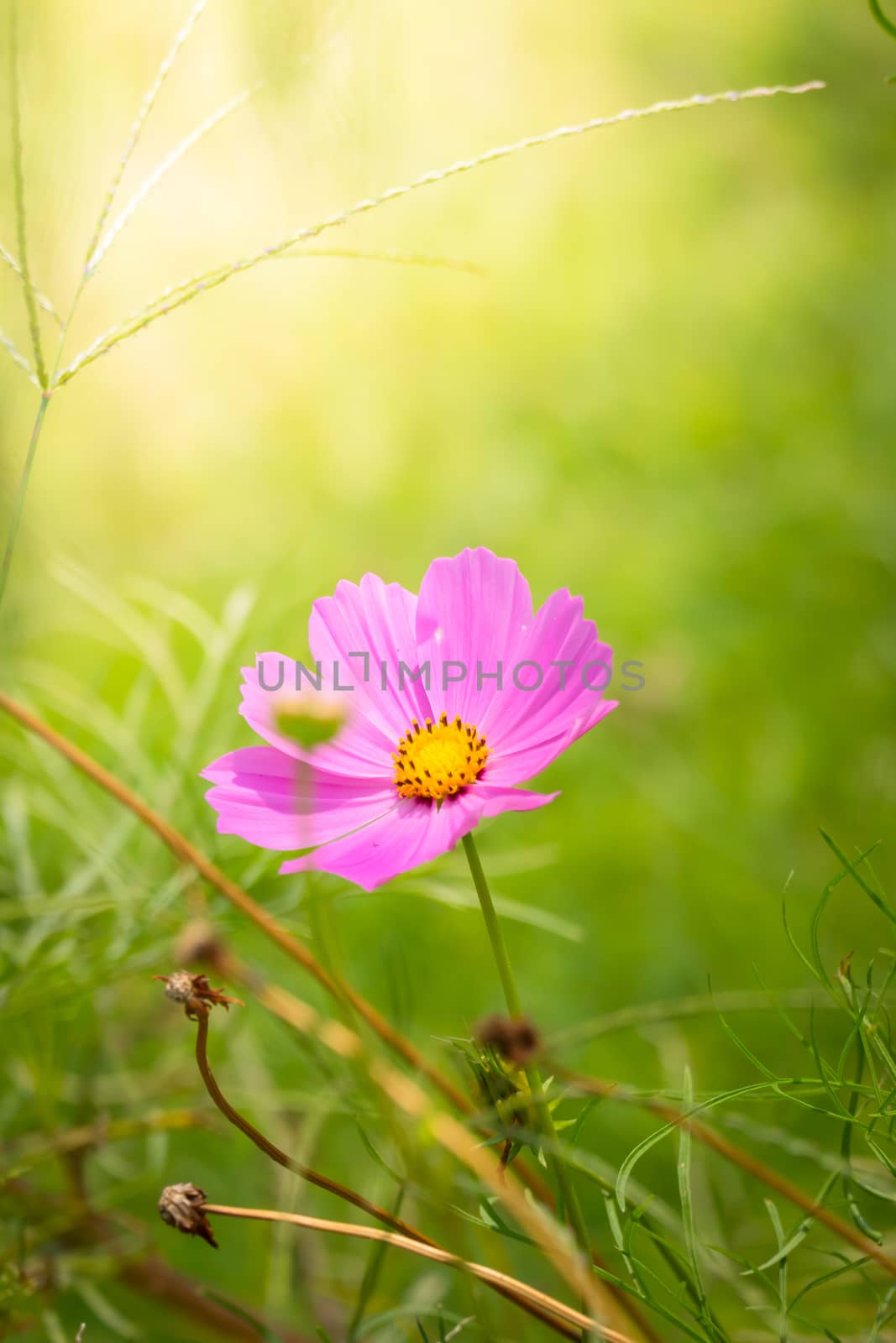 The background image of the colorful flowers, background nature